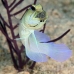 jawfish_yellowhead_bcf_nwp_v_0126_tci2051.jpg